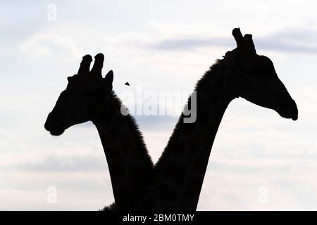 Giraffe (Giraffa camelopardalis) Männchen, Kgalagadi Transfrontier Park, Südafrika Stockfoto