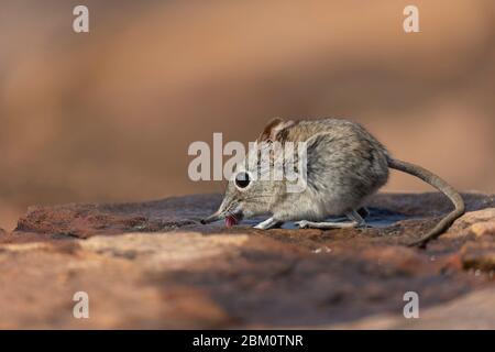 Eastern Rock Elephant Spitzmaus (Elephantulus myurus) trinken, Tuli Wildreservat, Botswana Stockfoto