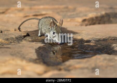 Eastern Rock Elephant Spitzmaus (Elephantulus myurus) trinken, Tuli Wildreservat, Botswana Stockfoto