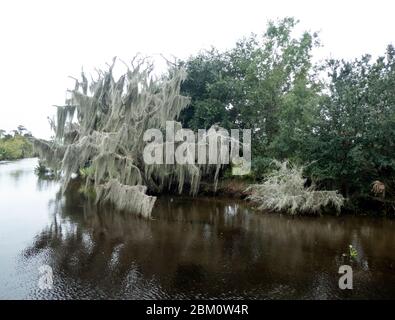 Landschaft des Sumpfes im Louisiana Bayou, USA Stockfoto