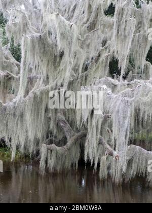 Landschaft des Sumpfes im Louisiana Bayou, USA Stockfoto