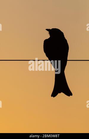 Drongo (Dicrurus adsimilis), Kgalagadi Transfrontier Park, Südafrika Stockfoto