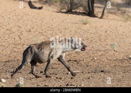 Gefleckter Hyäne (Crocuta crocuta), Kgalagadi transfrontier Park, Südafrika Stockfoto