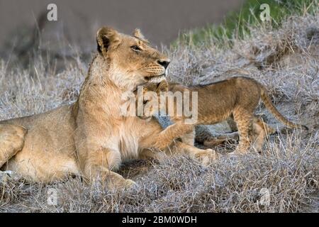 Löwin (Panthera leo) mit Jungtier, Elephant Plains, Sabi Sand Wildreservat, Südafrika Stockfoto