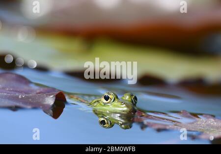 06. Mai 2020, Hessen, Frankfurt/Main: Ein Frosch lauert im Seerosenbecken des Frankfurter Palmengartens. Nach knapp zwei Monaten Schließung plant der Palmengarten am 11. Mai 2020 die Wiedereröffnung - allerdings gibt es laut Stadt einige Vorgaben. Foto: Arne Dedert/dpa Stockfoto