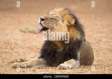 Lion (Panthera leo) Pflege, Kgalagadi transfrontier Park, Südafrika, Stockfoto