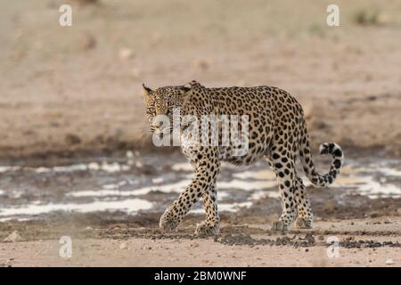 Leopard (Panthera pardus), Kgalagadi transfrontier Park, Südafrika, Stockfoto