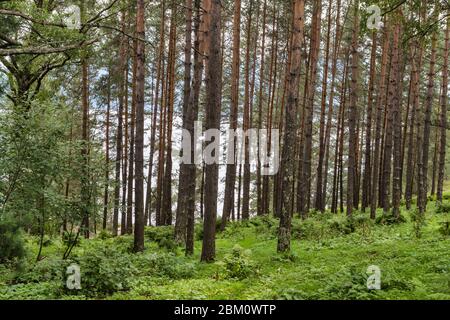 Teletskoje See, Yaylju Dorf, Altai Republik, Russland Stockfoto