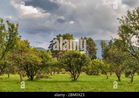 Teletskoje See, Yaylju Dorf, Altai Republik, Russland Stockfoto