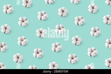 Buntes Muster aus weißen Baumwollblumen auf blauem Pastell Hintergrund. Draufsicht, flaches Lay Stockfoto