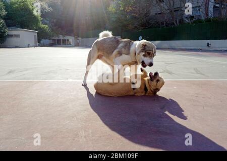 Hunde spielen im park Stockfoto
