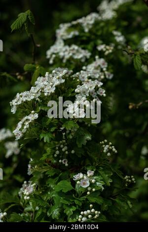 Weißdornblüte.schöne Blumen auf dem Baum.Weiße Blume.natürlicher Garten. Stockfoto