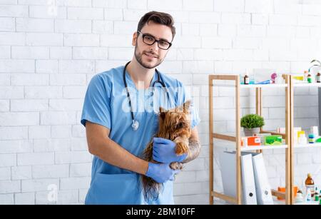 Porträt von gutaussehenden Tierarzt mit Yorkshire Terrier in der Tierarztklinik Stockfoto