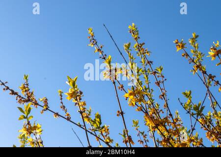 Park mit einem rosa blühenden Kirschbaum in einer grünen Wiese an einem sonnigen Tag während der Frühjahrssaison. Stockfoto