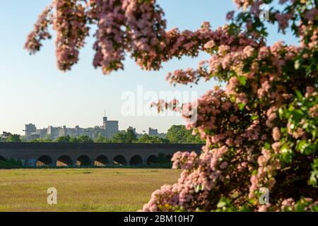 UK Wetter: Eton, Windsor, Berkshire, UK. Mai 2020. Blick auf Windsor Castle über das Eisenbahnviadukt in Eton an einem warmen, sonnigen Morgen mit klarem blauen Himmel und hübschen rosa Blüten. Kredit: Maureen McLean/Alamy Live News Stockfoto