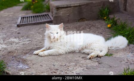 Weiße flauschige Katze mit blauen Augen Nahaufnahme Stockfoto