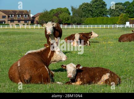 UK Wetter: Dorney, Buckinghamshire, UK. Mai 2020. Rinder grasen und schlummern in der frühen Morgensonne auf Dorney Common an einem warmen sonnigen Frühlingstag. Kredit: Maureen McLean/Alamy Live News Stockfoto