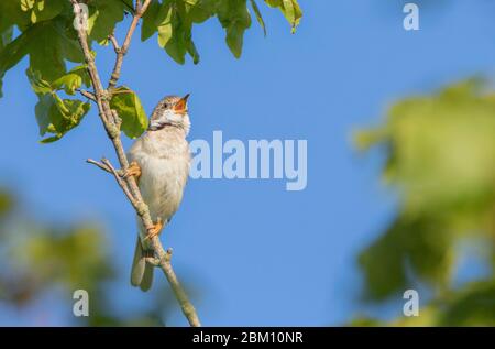 Whitethroat, gewöhnlicher Weißbroat, Sylvia communis, auf einem Zweig in Bedfordshire, Großbritannien Stockfoto