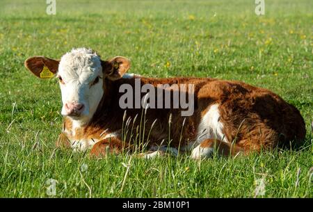 UK Wetter: Dorney, Buckinghamshire, UK. Mai 2020. Rinder grasen und schlummern in der frühen Morgensonne auf Dorney Common an einem warmen sonnigen Frühlingstag. Kredit: Maureen McLean/Alamy Live News Stockfoto