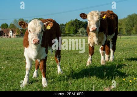 UK Wetter: Dorney, Buckinghamshire, UK. Mai 2020. Rinder grasen und schlummern in der frühen Morgensonne auf Dorney Common an einem warmen sonnigen Frühlingstag. Kredit: Maureen McLean/Alamy Live News Stockfoto