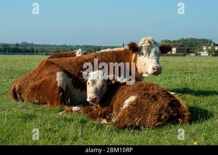 UK Wetter: Dorney, Buckinghamshire, UK. Mai 2020. Rinder grasen und schlummern in der frühen Morgensonne auf Dorney Common an einem warmen sonnigen Frühlingstag. Kredit: Maureen McLean/Alamy Live News Stockfoto