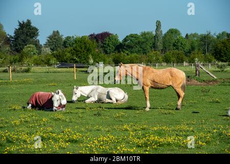 UK Wetter: Dorney, Buckinghamshire, UK. Mai 2020. Pferde ruhen auf einem Feld voller Butterblumen an einem warmen, sonnigen Frühlingsmorgen in Dorney. Kredit: Maureen McLean/Alamy Live News Stockfoto