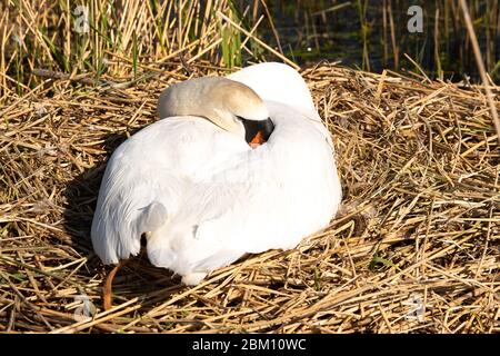 UK Wetter: Dorney, Buckinghamshire, UK. Mai 2020. Ein weiblicher stummer Schwan sitzt auf ihrem Nest und hält ihre drei Eier an einem hellen sonnigen Morgen warm. Kredit: Maureen McLean/Alamy Live News Stockfoto