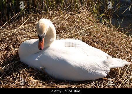 UK Wetter: Dorney, Buckinghamshire, UK. Mai 2020. Ein weiblicher stummer Schwan sitzt auf ihrem Nest und hält ihre drei Eier an einem hellen sonnigen Morgen warm. Kredit: Maureen McLean/Alamy Live News Stockfoto