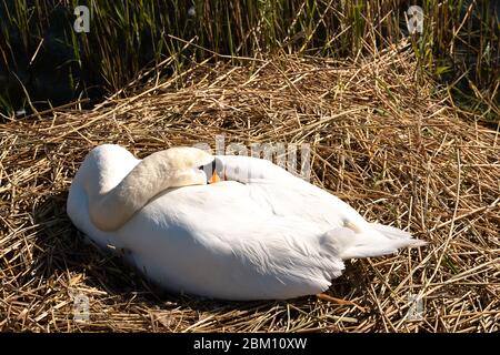 UK Wetter: Dorney, Buckinghamshire, UK. Mai 2020. Ein weiblicher stummer Schwan sitzt auf ihrem Nest und hält ihre drei Eier an einem hellen sonnigen Morgen warm. Kredit: Maureen McLean/Alamy Live News Stockfoto