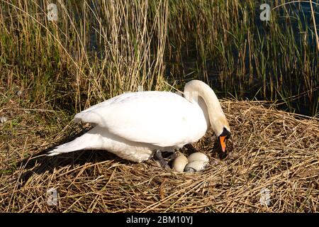 UK Wetter: Dorney, Buckinghamshire, UK. Mai 2020. Ein weiblicher stummer Schwan sitzt auf ihrem Nest und hält ihre drei Eier an einem hellen sonnigen Morgen warm. Kredit: Maureen McLean/Alamy Live News Stockfoto