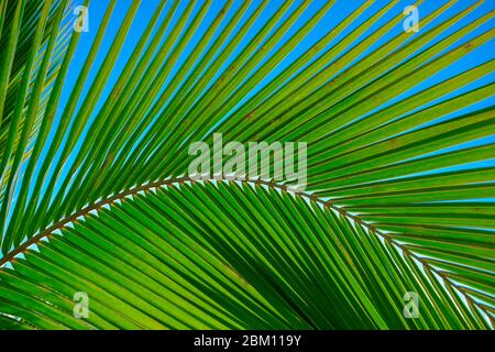 Nahaufnahme des Blattes der Palme. Grüne Natur Hintergrund einer wunderschönen exotischen Pflanze mit ein wenig blauen Himmel im Rücken. Tropisches Makro Stockfoto