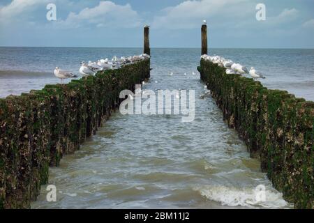 An einem sonnigen Tag an der Nordseeküste Hochwasserbarrieren mit Möwen. Stockfoto