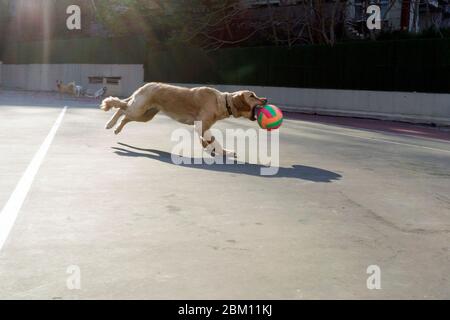 Hunde spielen im park Stockfoto