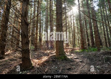 Sonnenstrahlen durch die Kiefern in einem Nadelwald auf dem Weg zum Mount Grey. Stockfoto