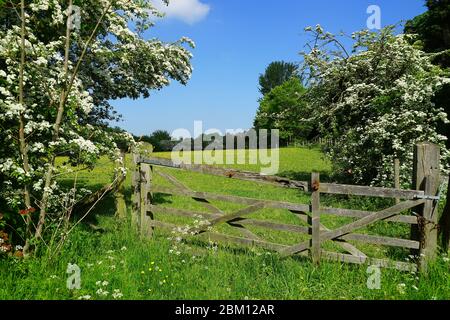 Hertfordshire Wiese Anfang Mai Stockfoto