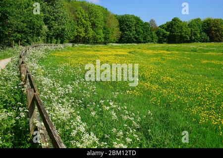 Kuhpsilie und Butterblumen - Hertfordshire Anfang Mai Stockfoto