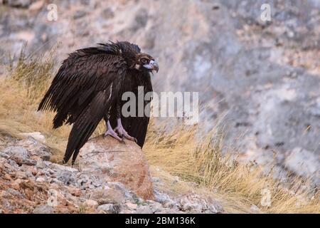 Geier (Aegypius monachus) Schwarzer Geier auf einem Stein sitzend mit hängenden Flügeln. Stockfoto