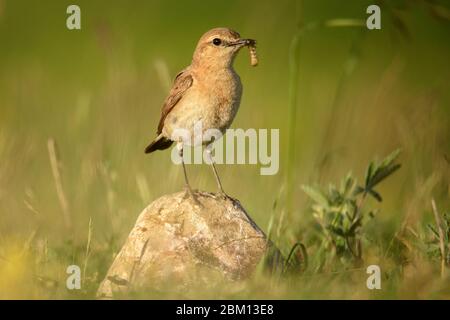 isabellinenkähre (Oenanthe isabellina) steht auf Felsen mit Beute im Schnabel. Stockfoto