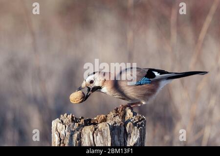 Der Eurasische Eichelhäher, Garrulus glandarius, sitzt auf einem Vogelfutterhäuschen mit einer großen Nuss im Schnabel. Stockfoto