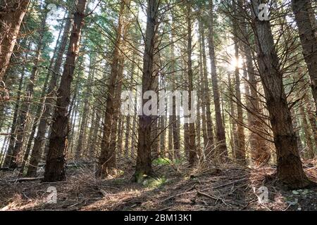 Sonnenstrahlen durch die Kiefern in einem Nadelwald auf dem Weg zum Mount Grey. Stockfoto