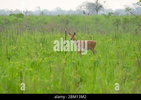 India Hog Deer in Kaziranga National Park Stock Foto Stockfoto