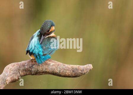 Der Eisvogel (Alcedo atthis) sitzt auf einem schönen Hintergrund und präengt seine Federn. Stockfoto