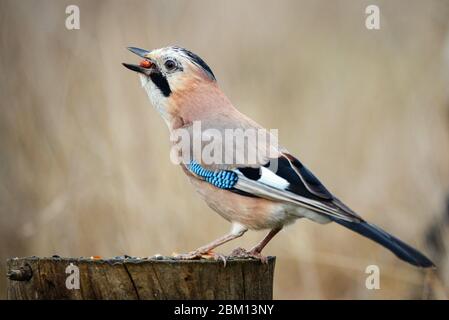 Der Eurasische Eichelhäher, Garrulus glandarius, sitzt auf einem Futterhäuschen mit Erdnüssen im Schnabel. Stockfoto