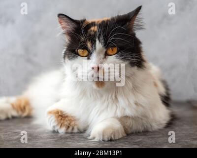 Süße flauschige Katze mit orangefarbenen Augen auf grauem Hintergrund. Stockfoto