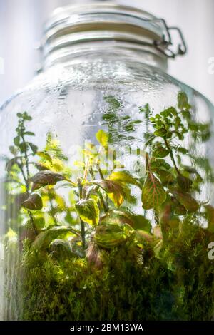 Pflanzen in einer geschlossenen Glasflasche. Terrarium Glas kleines Ökosystem. Feuchtigkeit kondensiert auf der Innenseite des Glases. Der Prozess der Photosynthese. Tröpfchen Stockfoto