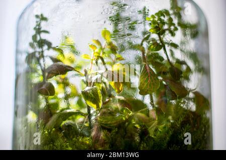 Pflanzen in einer geschlossenen Glasflasche. Terrarium Glas kleines Ökosystem. Feuchtigkeit kondensiert auf der Innenseite des Glases. Der Prozess der Photosynthese. Tröpfchen Stockfoto