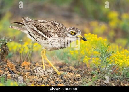 Eurasischer Steincurlew Burhinus oedicnemus, steht im Gras nahe dem Nest mit zwei Eiern. Stockfoto