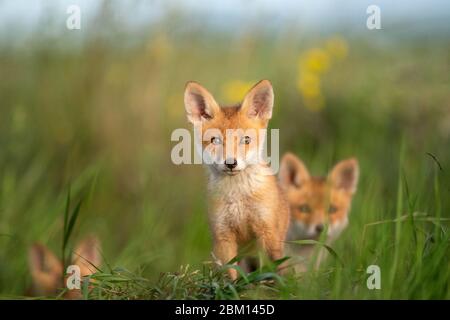 Der kleine Fuchs sitzt in der Nähe seines Lochs. Stockfoto