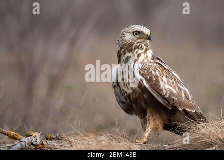 Rauen-legged Buzzard, Buteo lagopus, steht auf dem Boden. Stockfoto