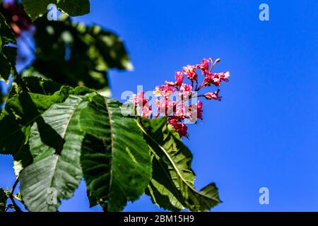 Die rosa Blume der roten Rosskastanie. Aesculus carnea (Aesculus) Abington Park, England, Großbritannien Stockfoto